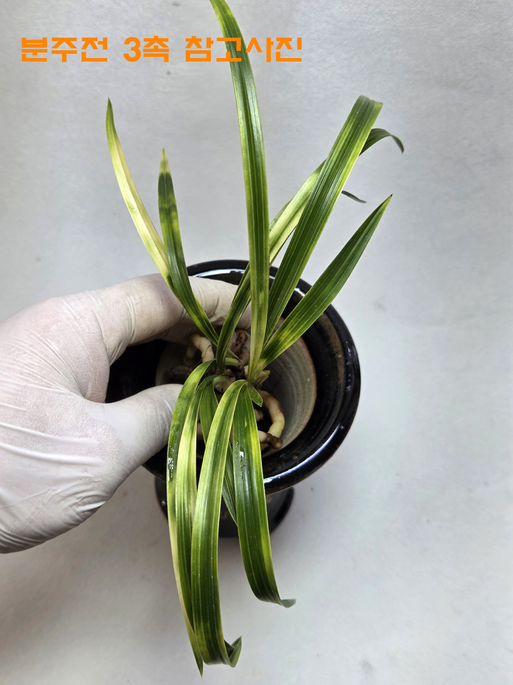 은은하면서도 화려한 ?