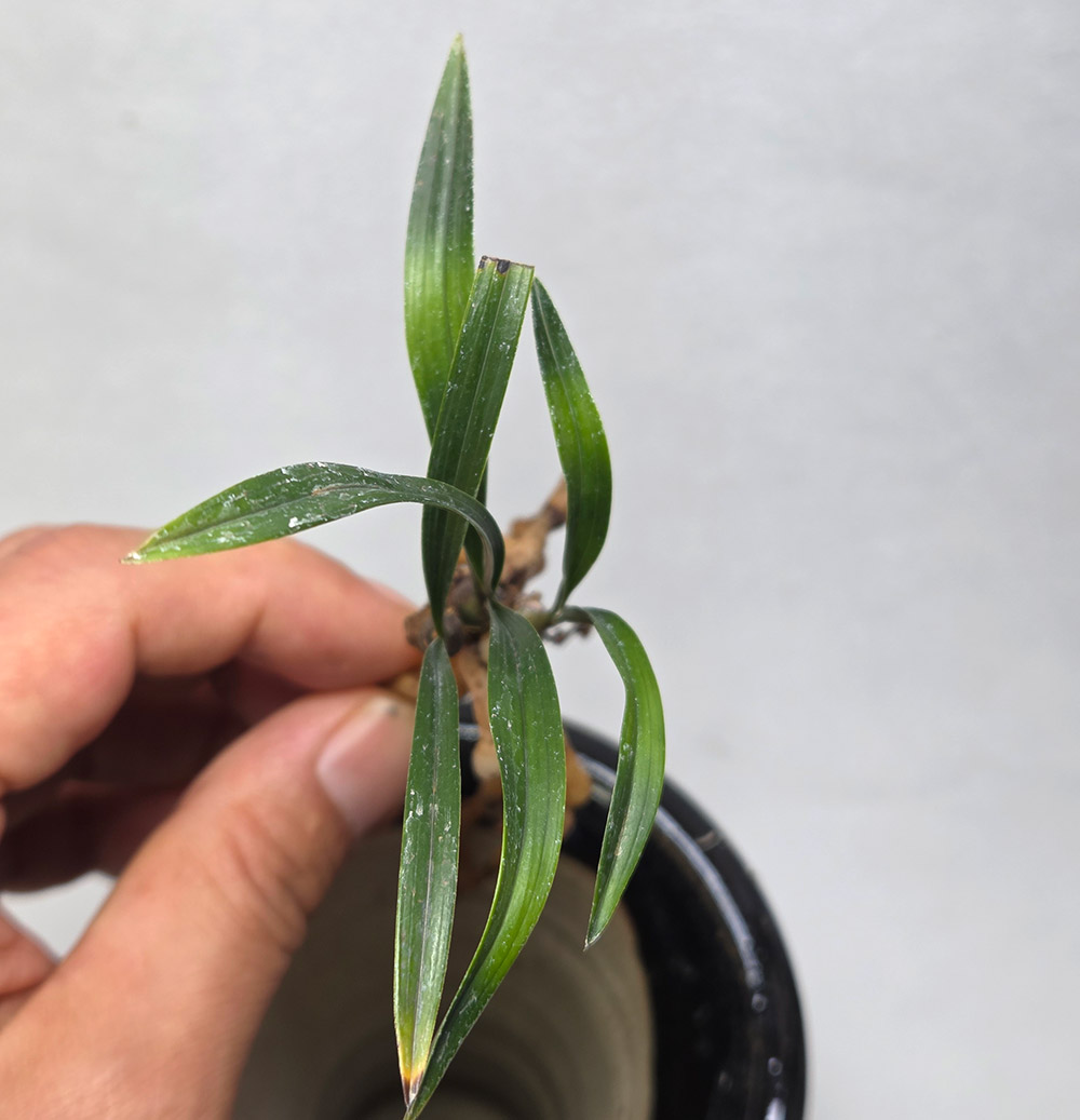 홍두 기대 단엽서반