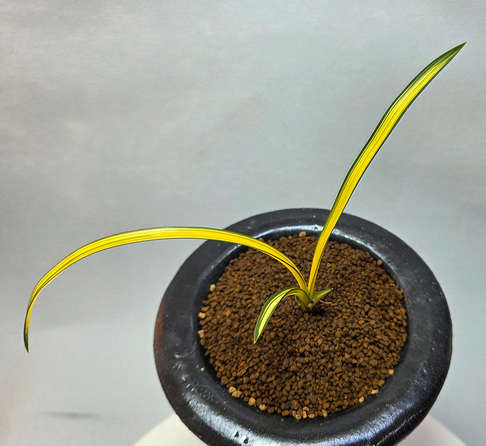 무명 극황 입변중투