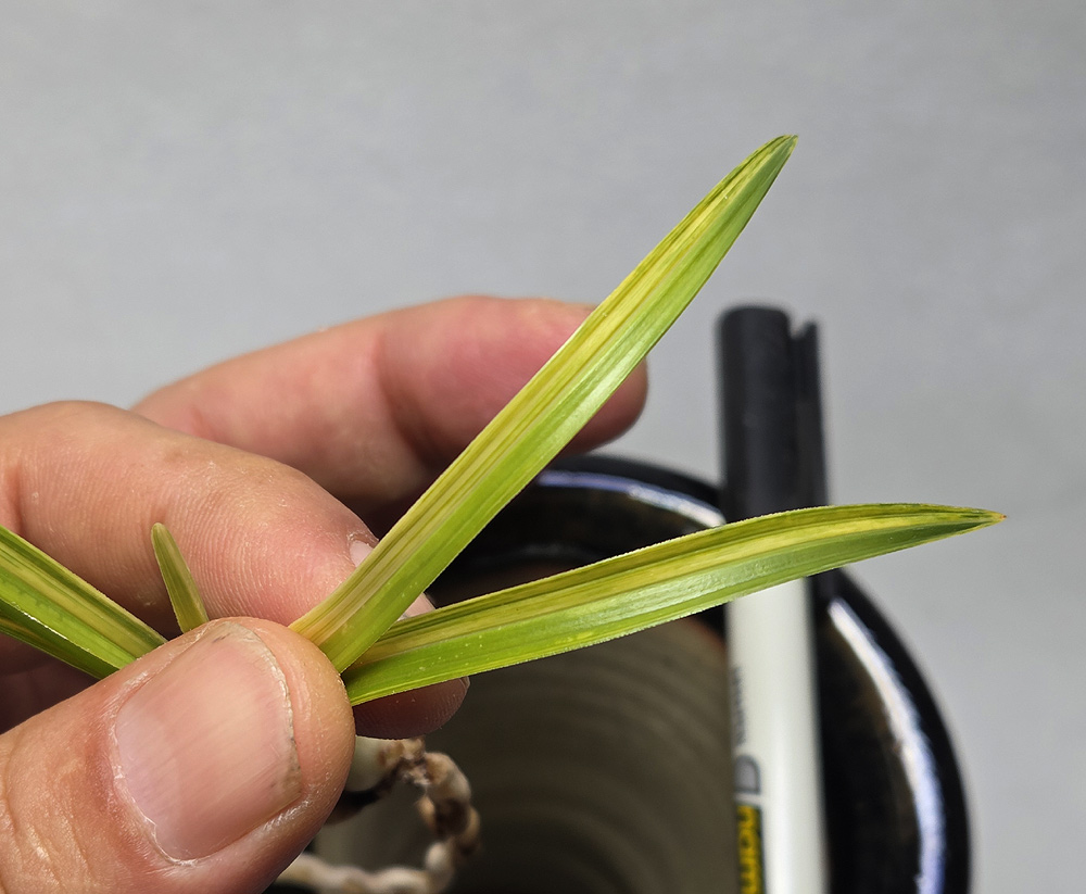 무늬 이쁜 산반 녹호