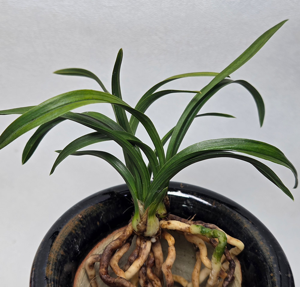 소장가 집채 표말은 원?