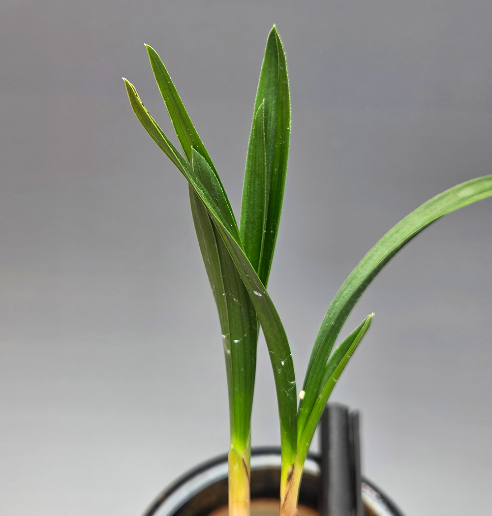 입변 입엽 단엽종2촉