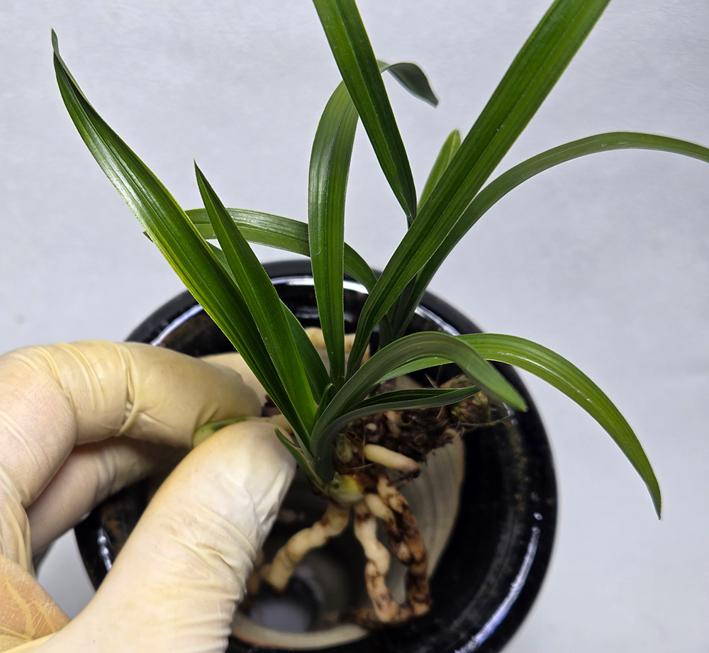 말봉산반 종자목