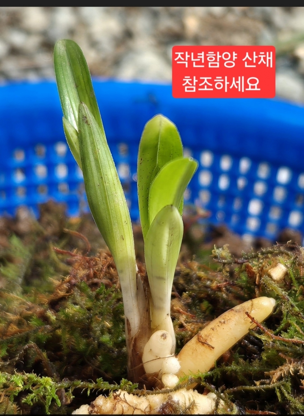 산채단엽성