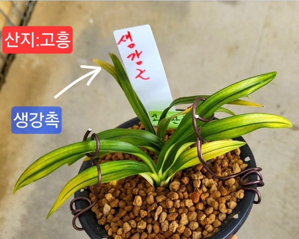 생강출발