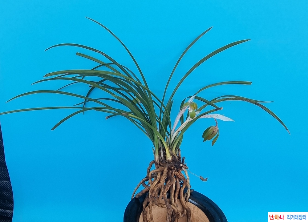 화단채복색화꽃2