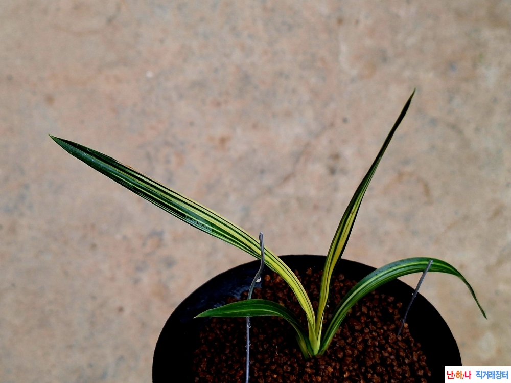 빳빳이 입변황중투호