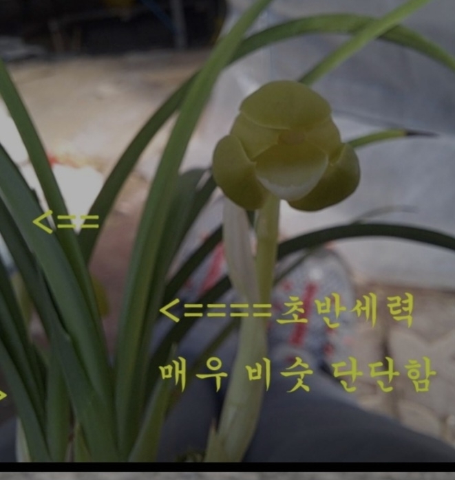 황두소.프라스틱잎세4~?