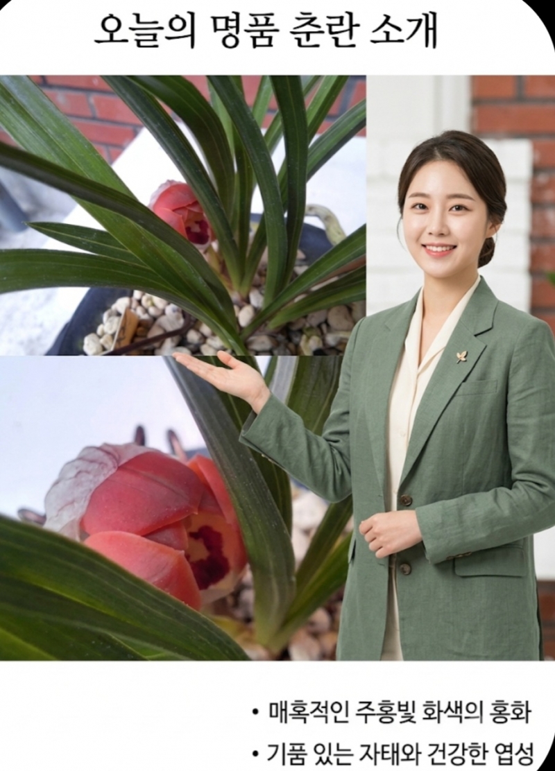 홍두/한국춘란 홍화보?