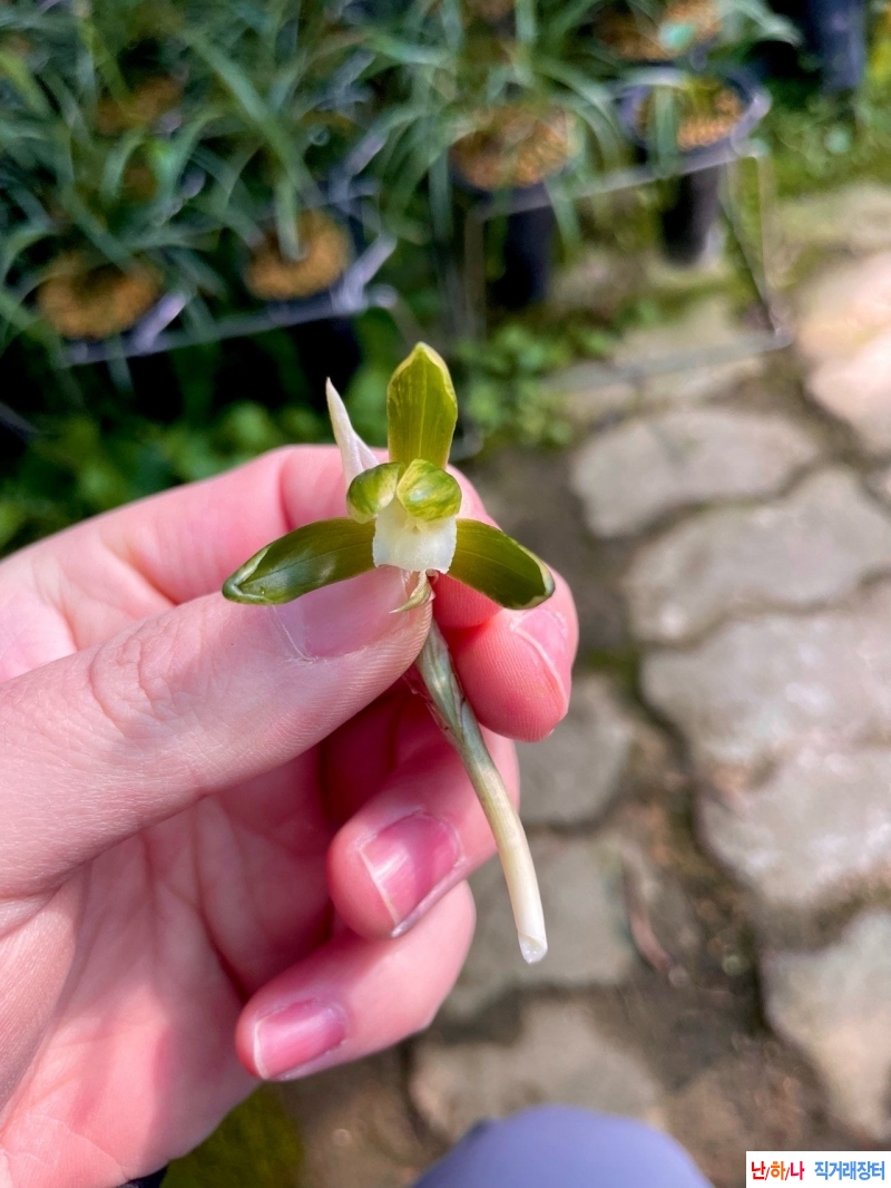 산반소심2