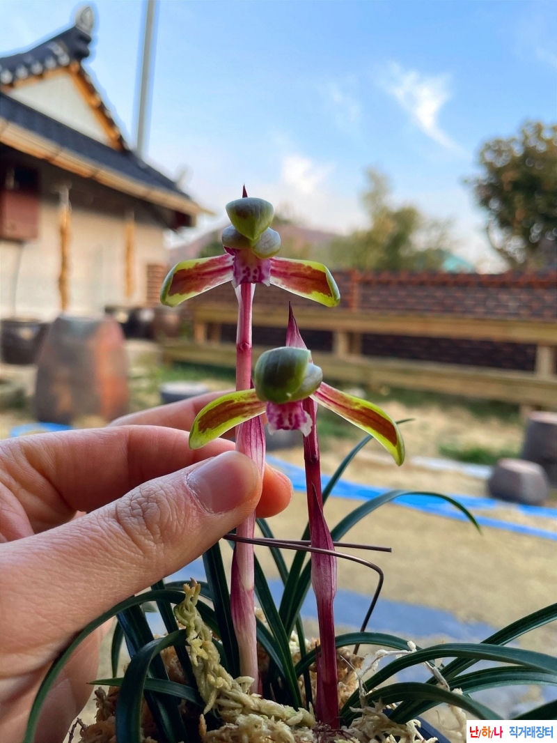 무늬좋은수채화