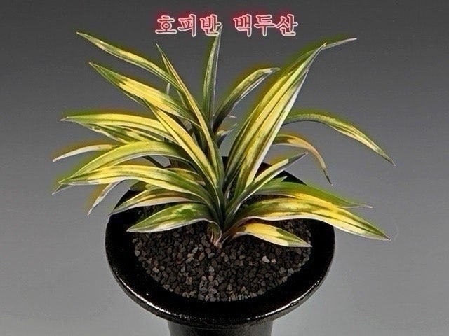 호피반