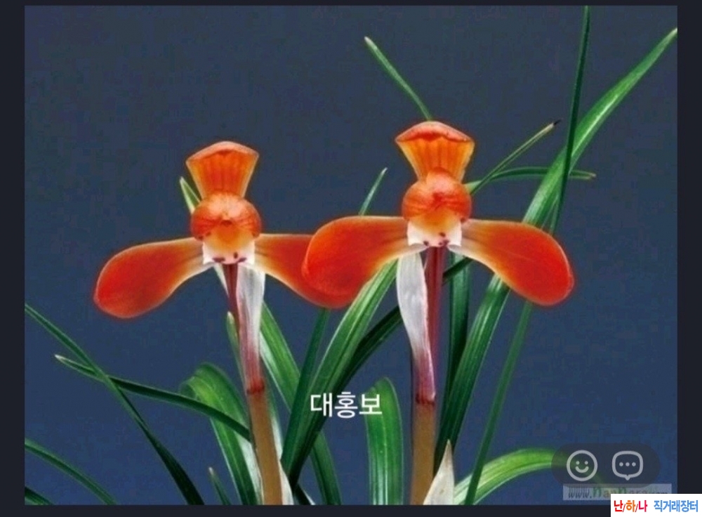 원판홍화