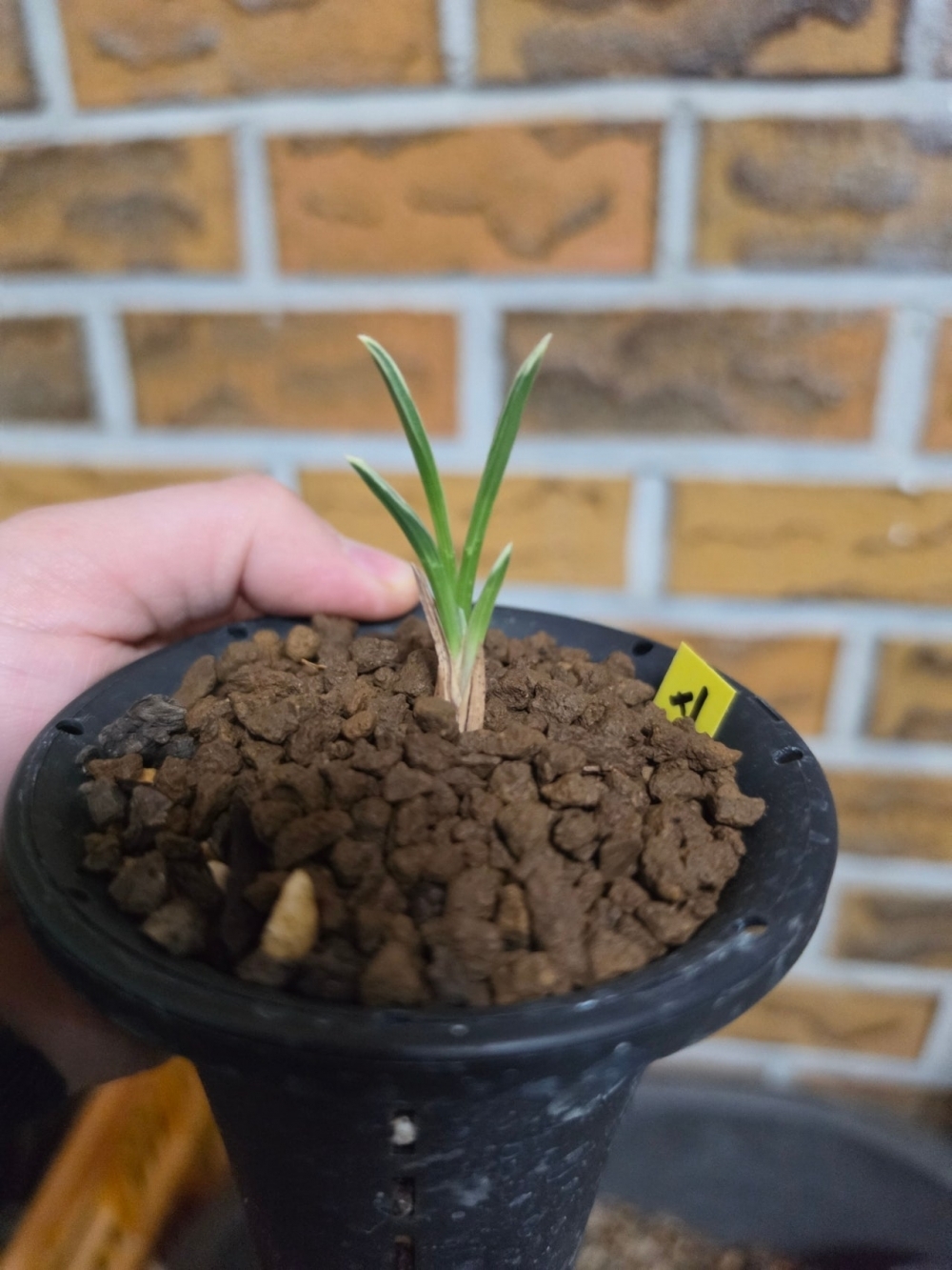 신라