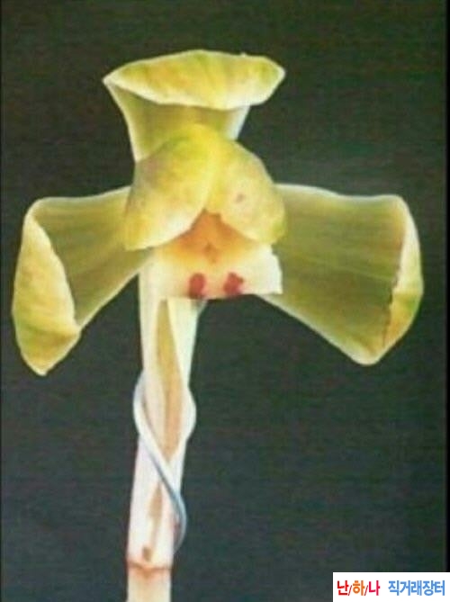 산반복색화