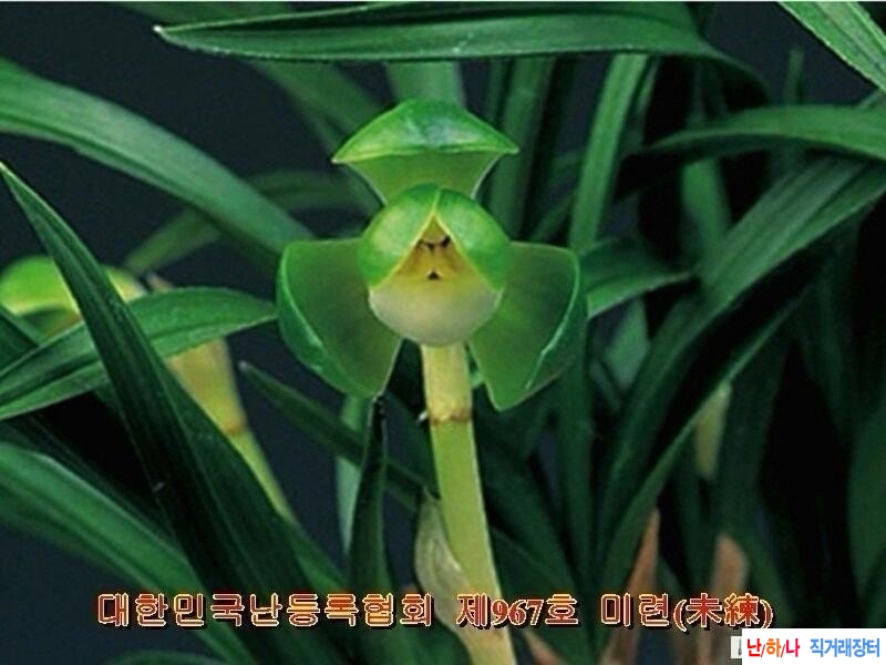 두화소설