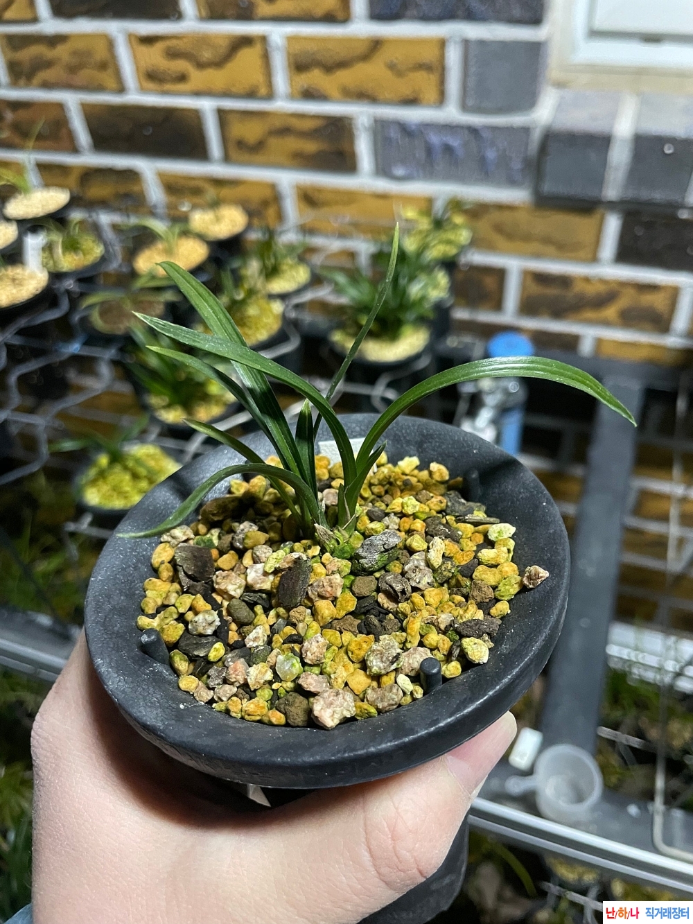 생강출입변산반