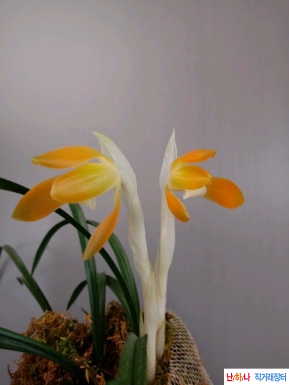 주홍소심
