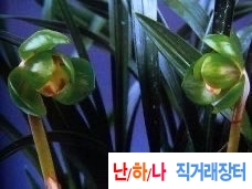 진주두화