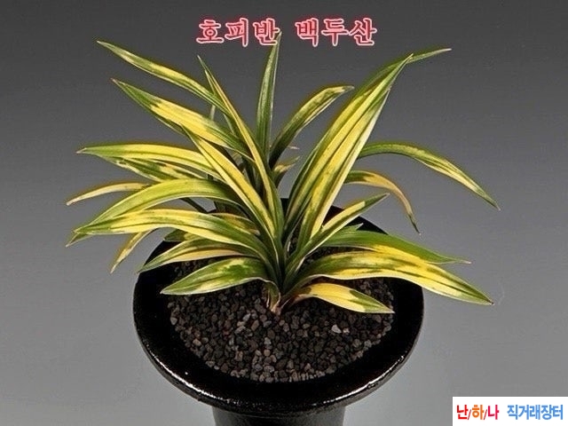 황색호피반