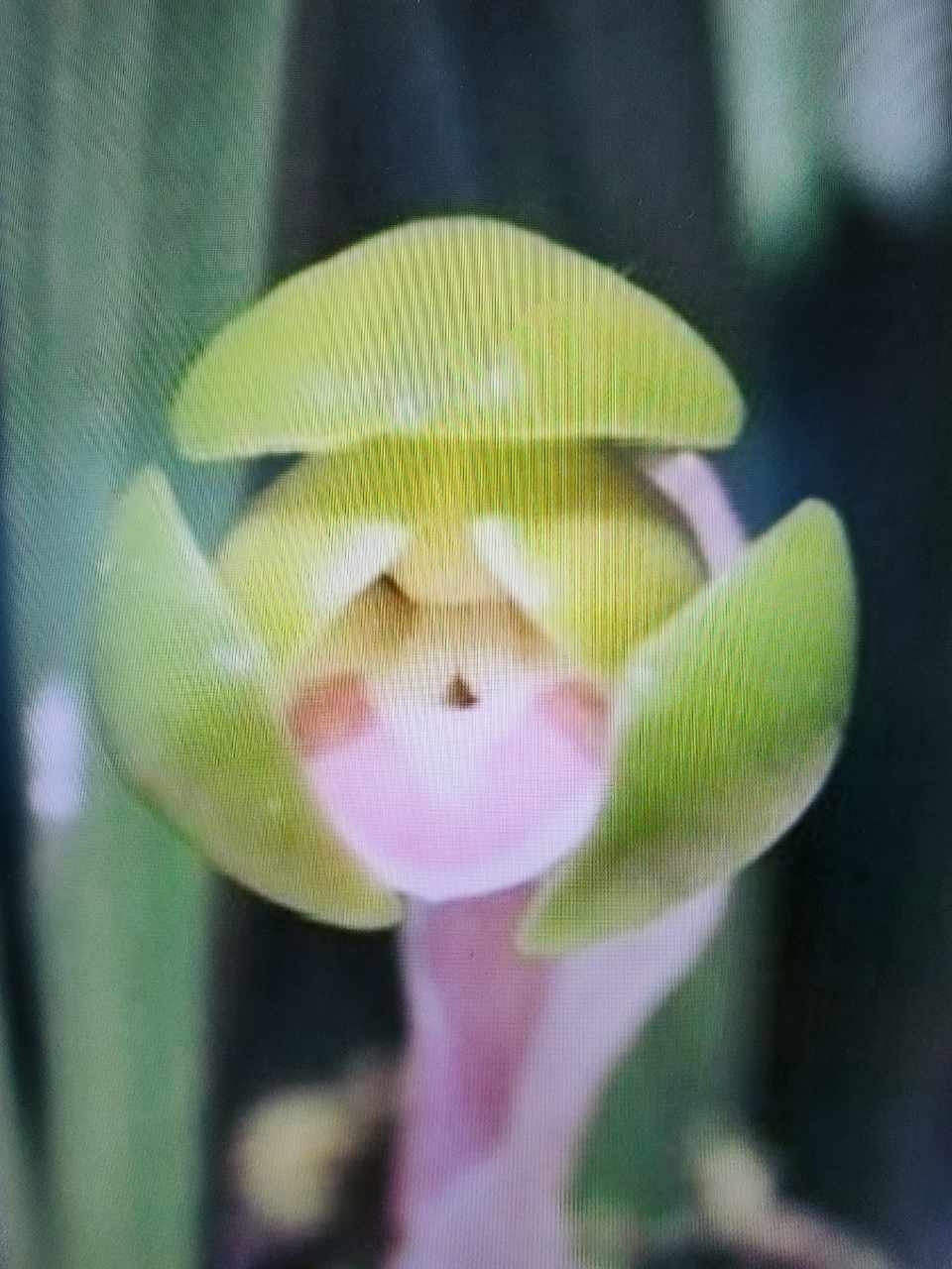 두화반색설
