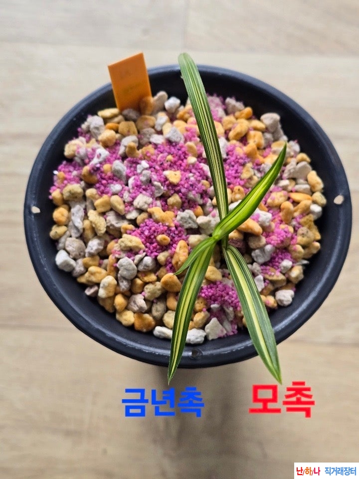 엽성호