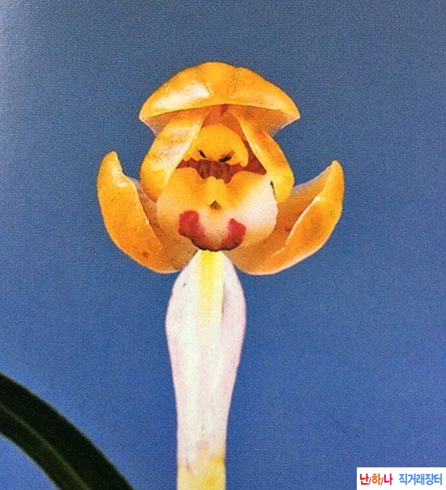 주금두화