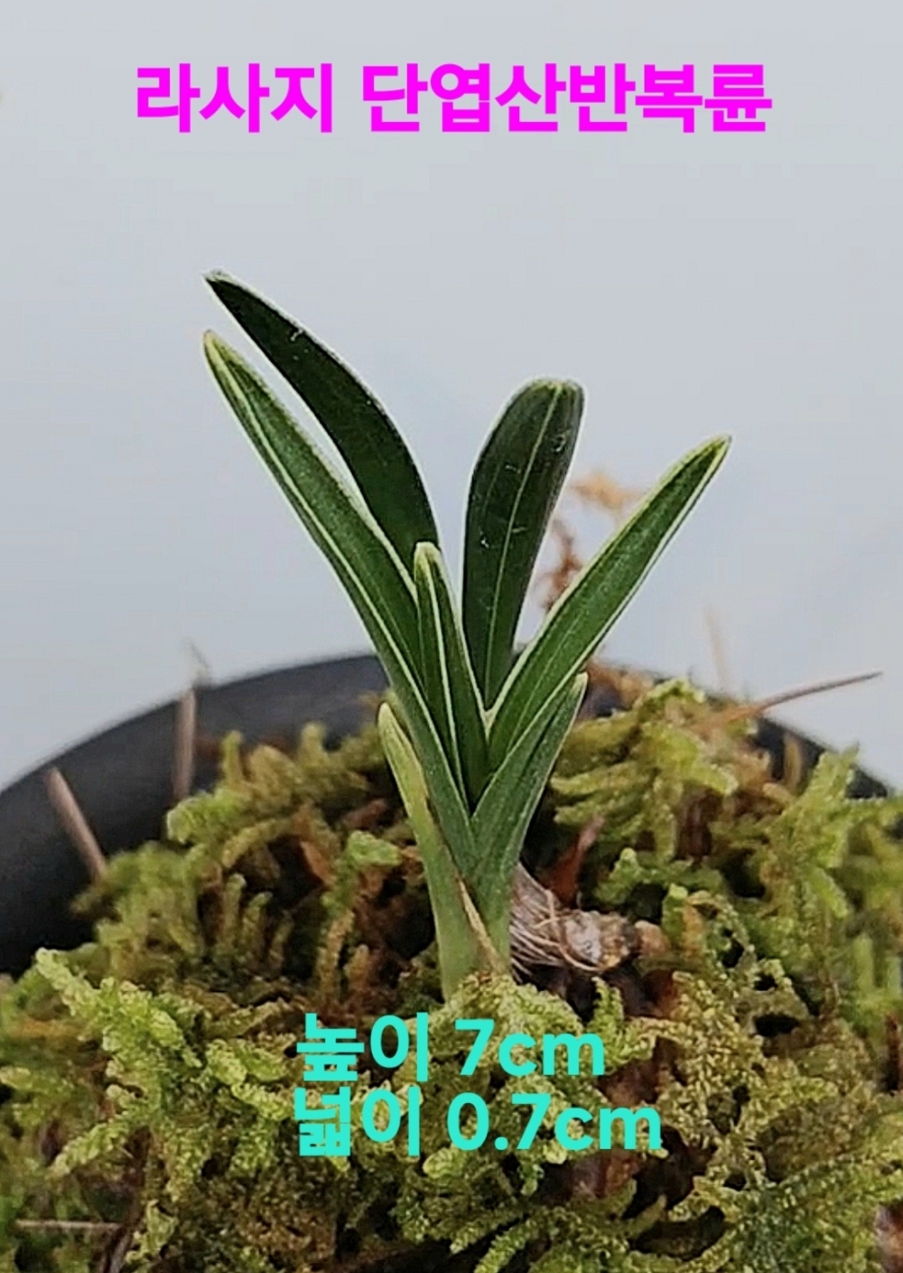 특급/특가품종☆☆☆?