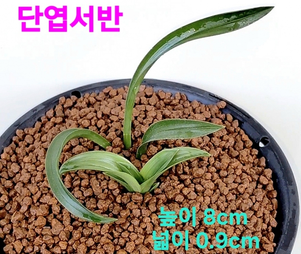 대박이났든품종☆☆☆?
