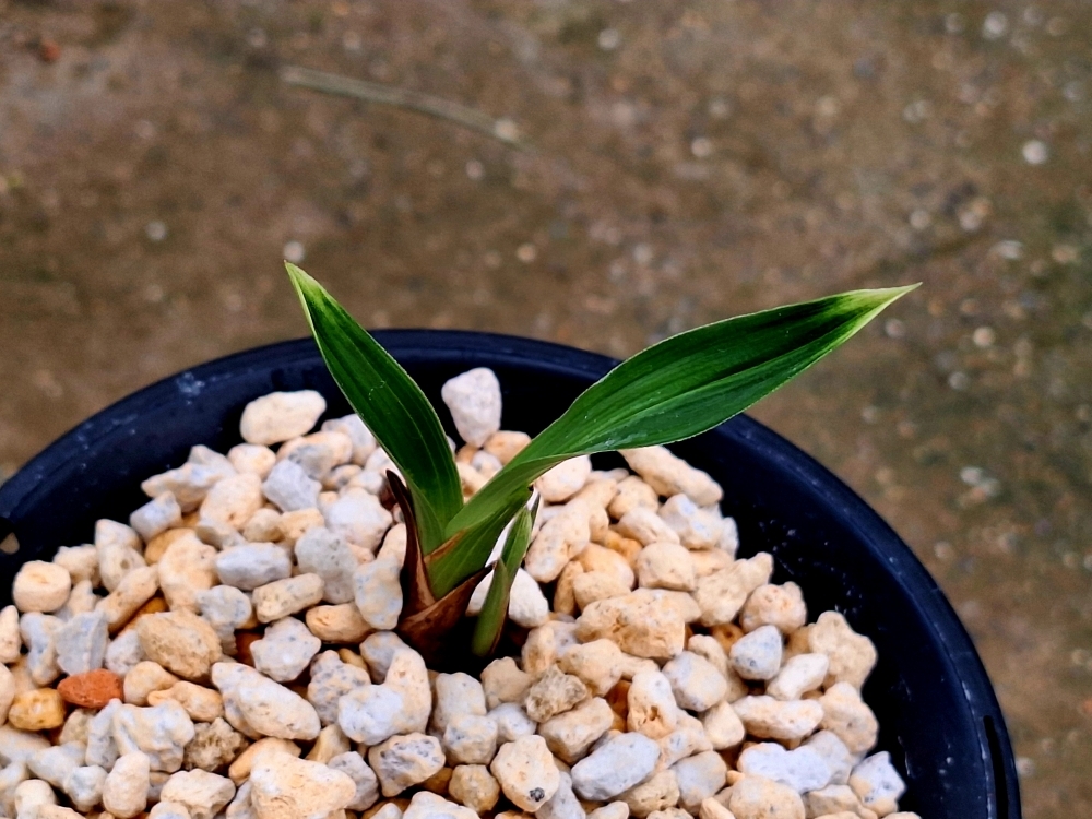 중배진입변산반