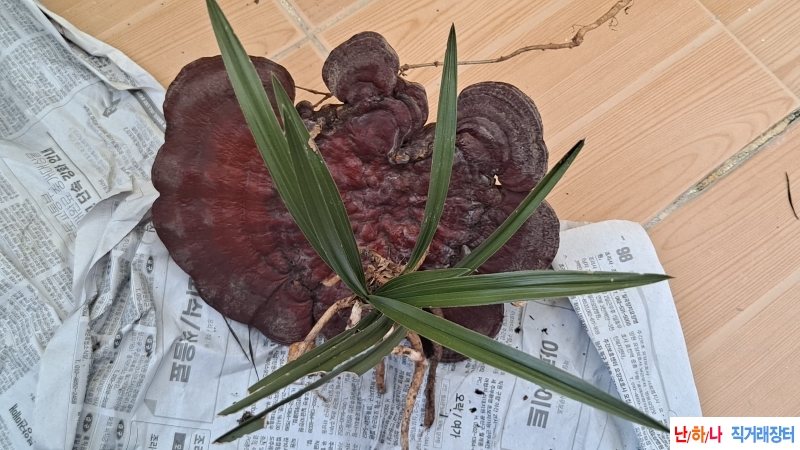 산채품
