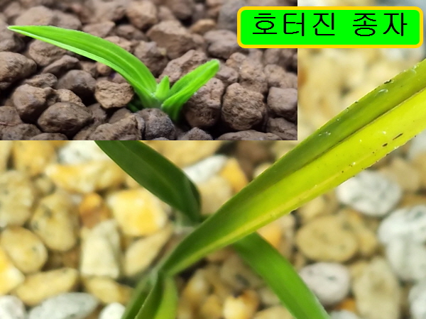 합천산 무늬종단엽 기?