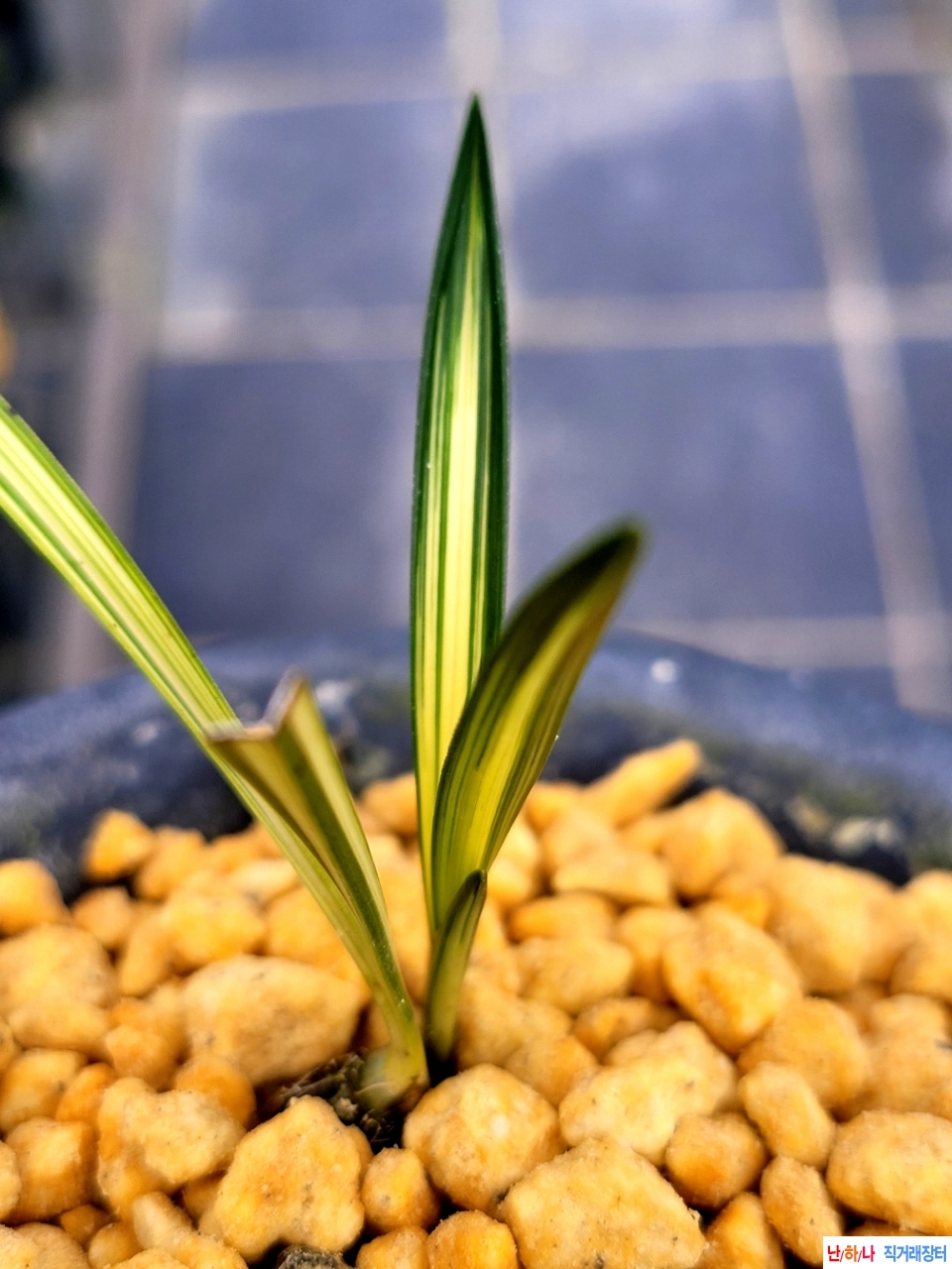 발전단엽성호입니다