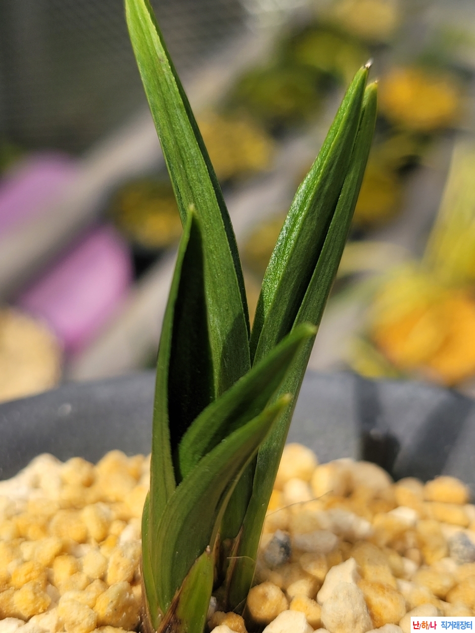 후육.입엽 라사단엽