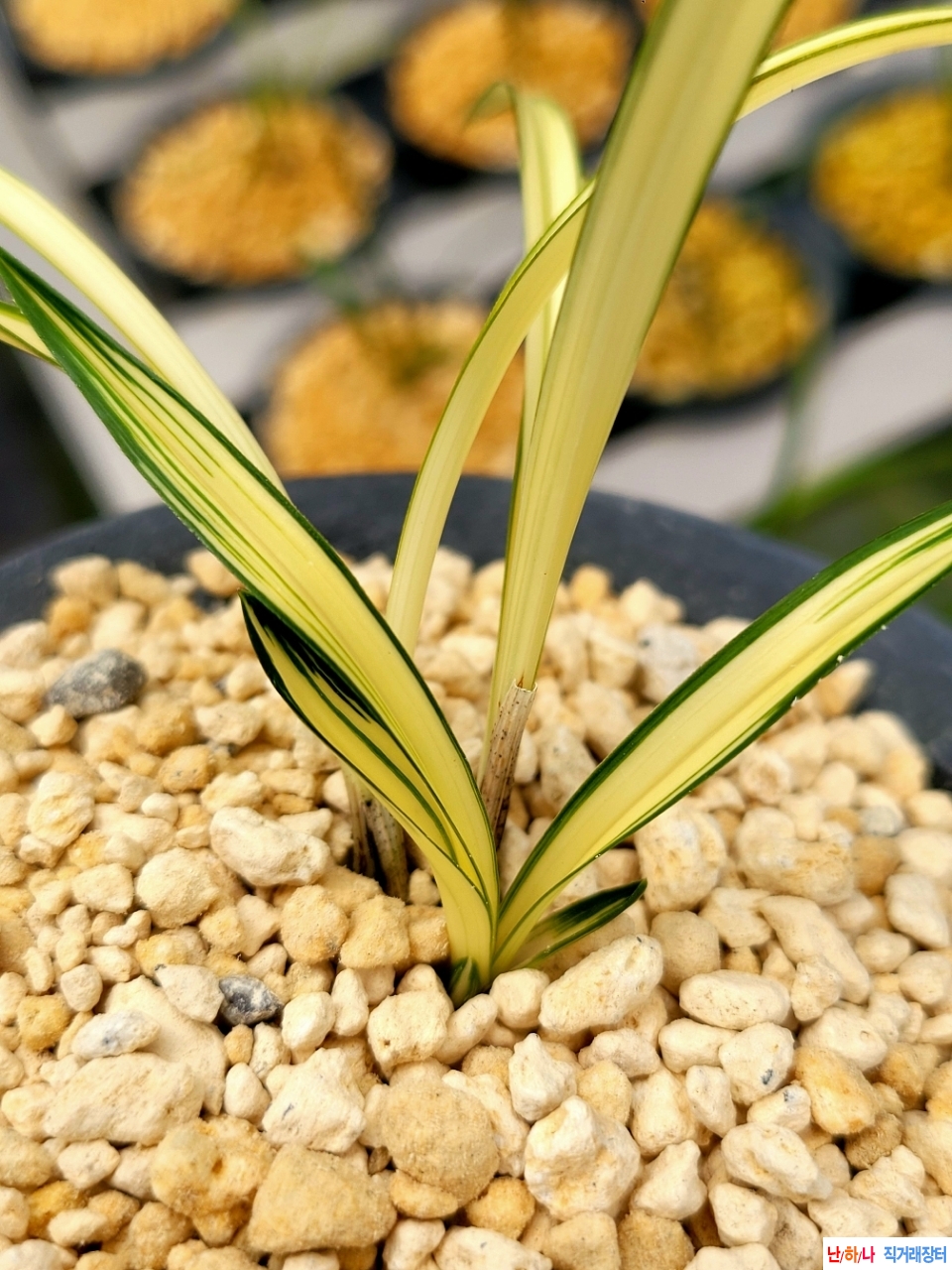 단엽성중투호 입니다