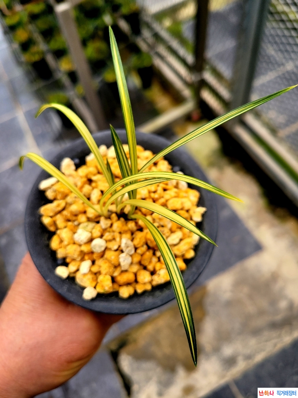 입엽의 엽육있는 중투?