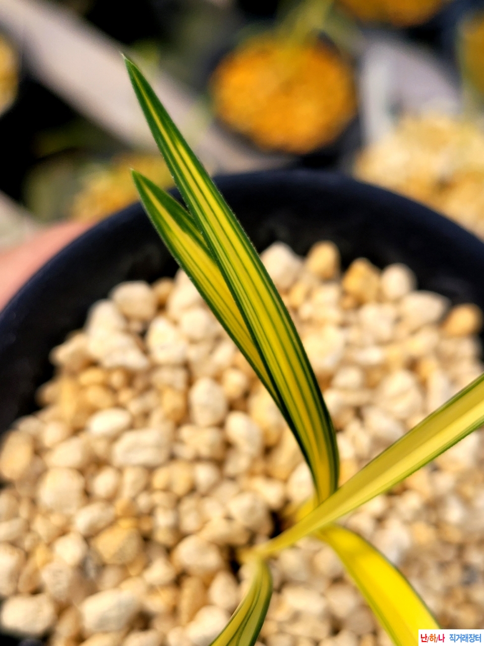 진청황색의중투호입니?