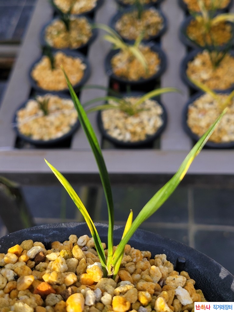 입엽성무의성호피반