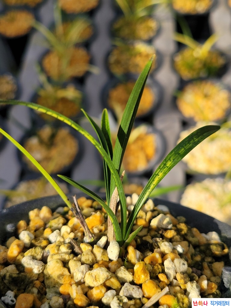 입엽성의 발전사피