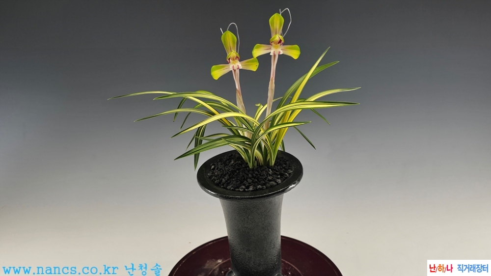 황중투화(전시작품/꽃2?