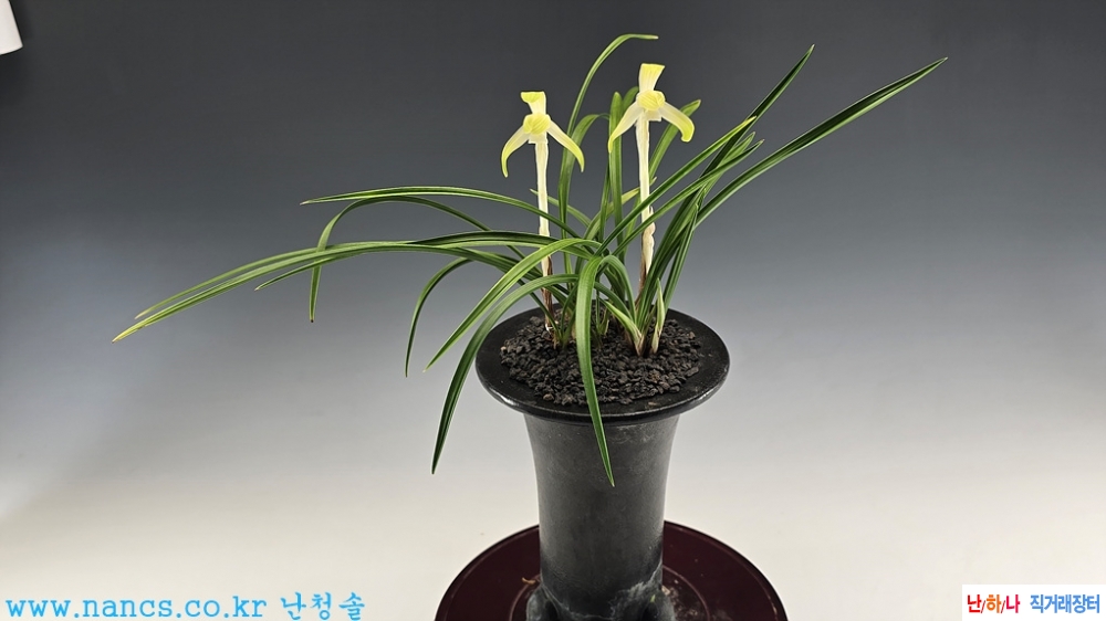 백화소심(전시작품/꽃2?