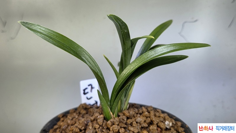 산채출 장성단엽