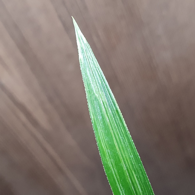 산채출발그대로,,환엽,?