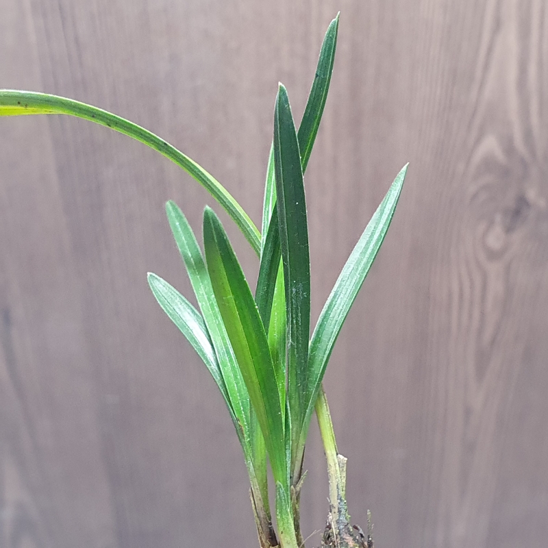 진청,,두화변,,반물