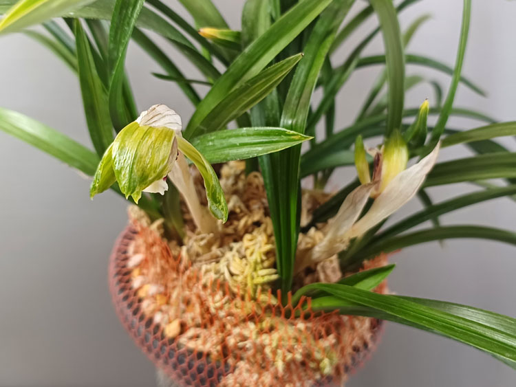 쑥 산반화