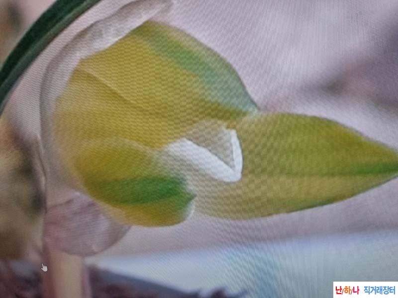 중투 복색소심 기대주 ?