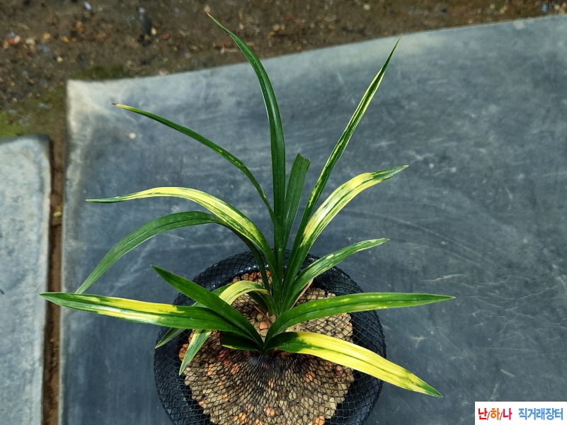 극황 호피반(정일품)