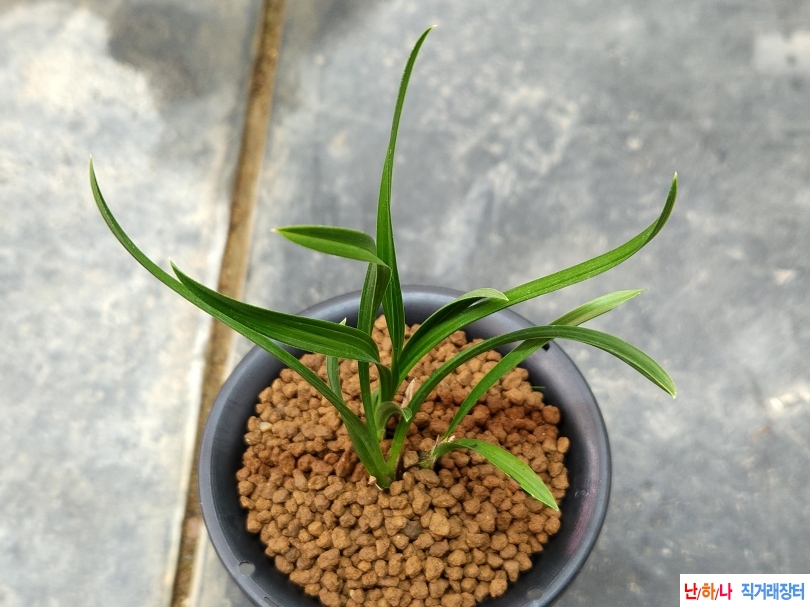 장단엽성 두화변