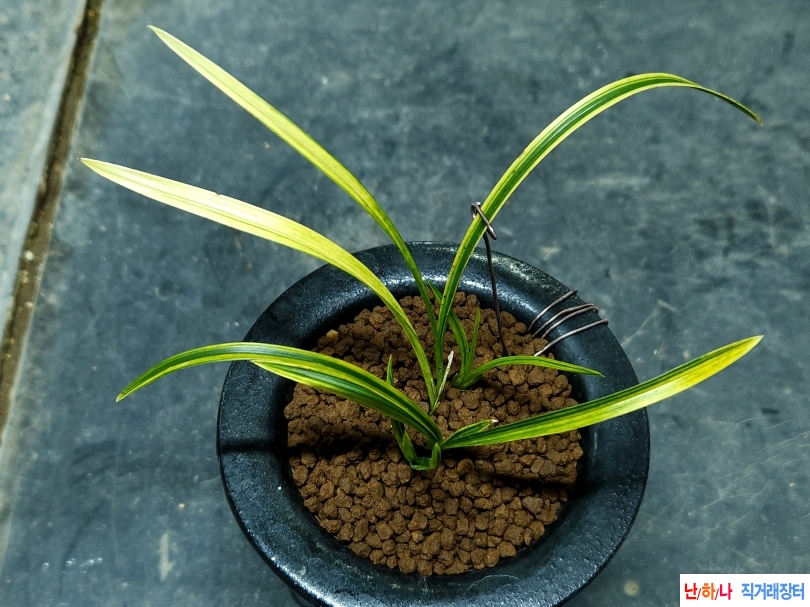 무명 금계산반녹호