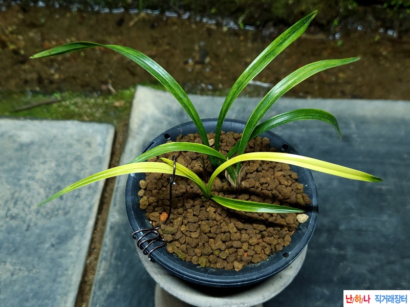 종자 입변황서반